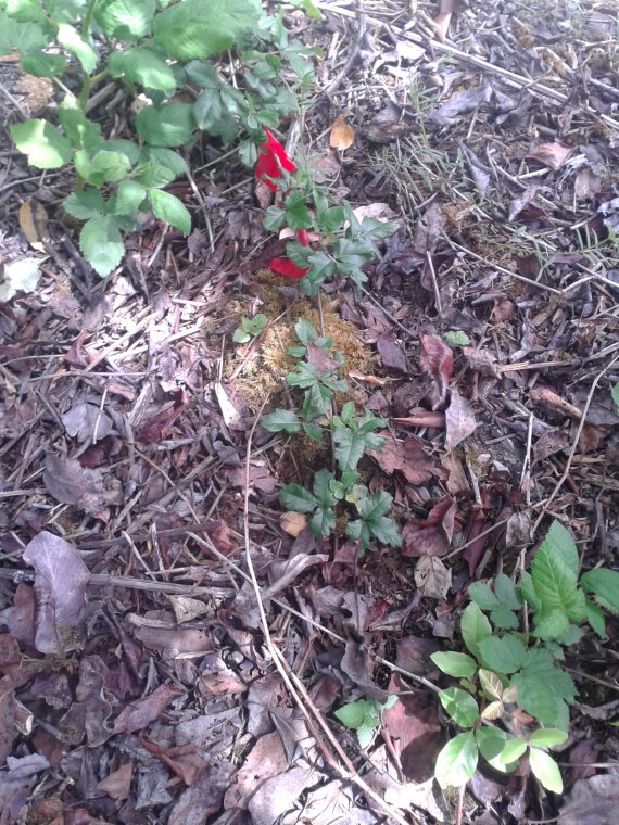 Poison Oak can also grow similarly to native blackberry, trailing along the ground.