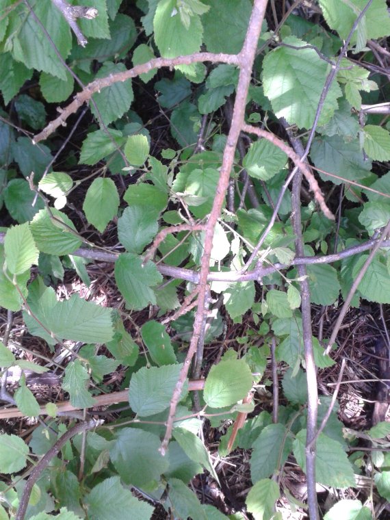 With moderate-full shade, Poison Oak may not ever develop leaves. The vines can be easily identified, though, if you know what to look for. The branches coming off the vine typically are stubby, warty and light tan in color.